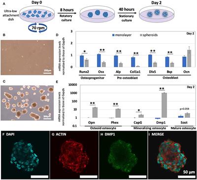 Cell Condensation Triggers the Differentiation of Osteoblast Precursor Cells to Osteocyte-Like Cells